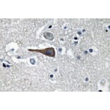 Immunohistochemistry - Anti-CCK Antibody (R12-2063) - Antibodies.com
