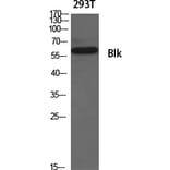 Western Blot - Anti-BLK Antibody (B8081) - Antibodies.com