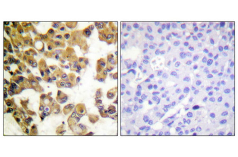 Immunohistochemistry - Anti-BAD Antibody (B0821) - Antibodies.com