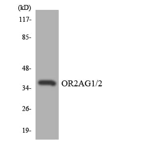 Western blot analysis of the lysates from HeLa cells using Anti-OR2AG1 + OR2AG2 Antibody.