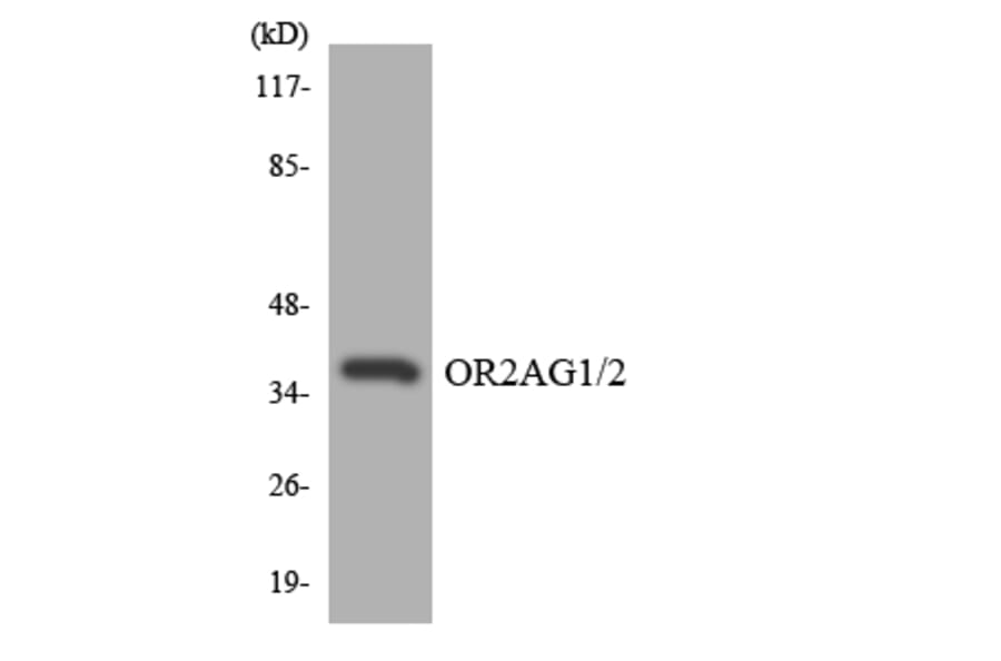 Western Blot - Anti-OR2AG1 + OR2AG2 Antibody (R12-3159) - Antibodies.com