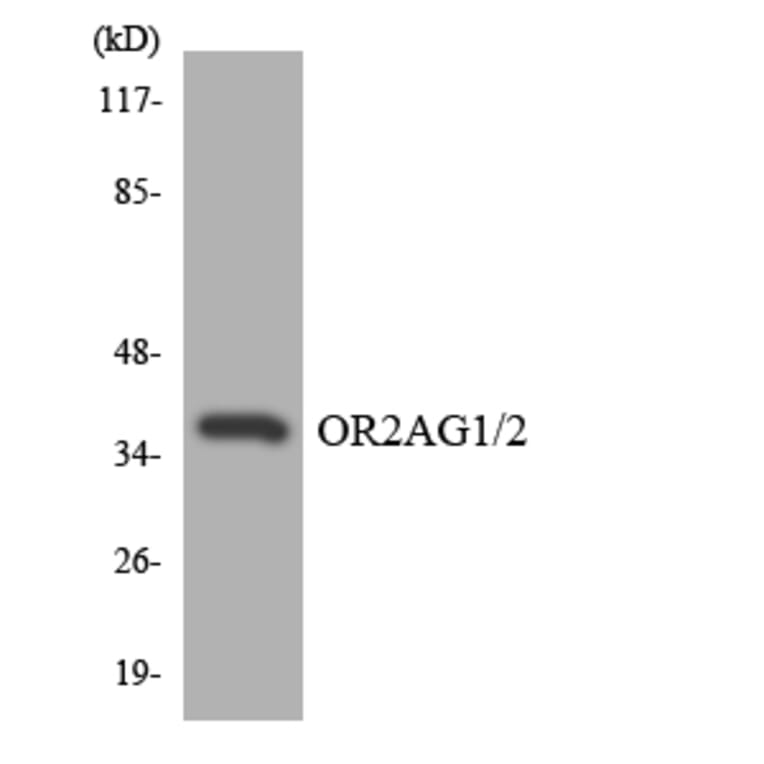 Western Blot - Anti-OR2AG1 + OR2AG2 Antibody (R12-3159) - Antibodies.com
