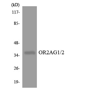 Western blot analysis of the lysates from HT 29 cells using Anti-OR2AG1 + OR2AG2 Antibody.