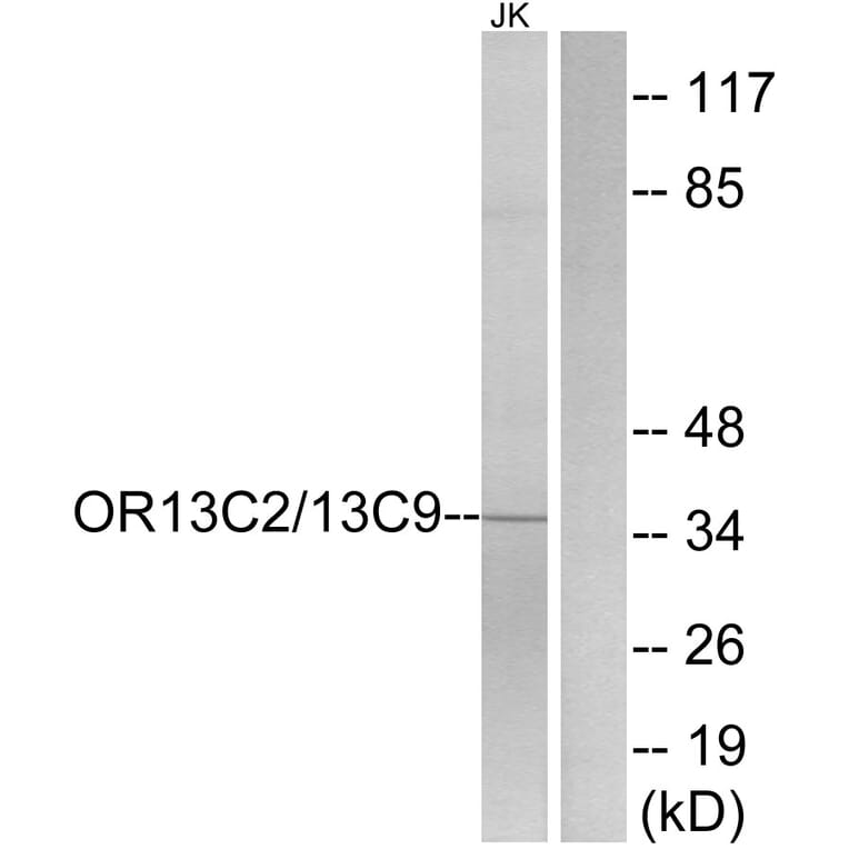 Western Blot - Anti-OR13C2 + OR13C9 Antibody (G838) - Antibodies.com