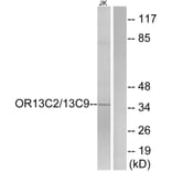 Western Blot - Anti-OR13C2 + OR13C9 Antibody (G838) - Antibodies.com