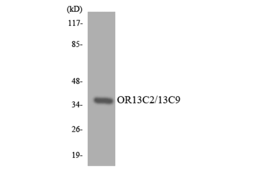 Western Blot - Anti-OR13C2 + OR13C9 Antibody (R12-3147) - Antibodies.com