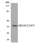 Western Blot - Anti-OR13C2 + OR13C9 Antibody (R12-3147) - Antibodies.com