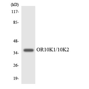 Western blot analysis of the lysates from HUVEC cells using Anti-OR10K1 + OR10K2 Antibody.