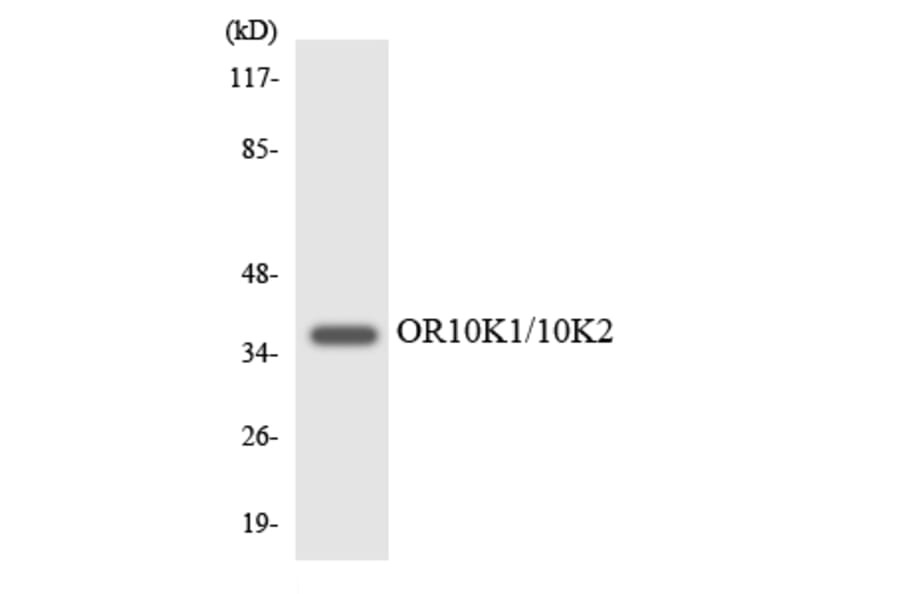Western Blot - Anti-OR10K1 + OR10K2 Antibody (R12-3138) - Antibodies.com