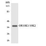 Western Blot - Anti-OR10K1 + OR10K2 Antibody (R12-3138) - Antibodies.com