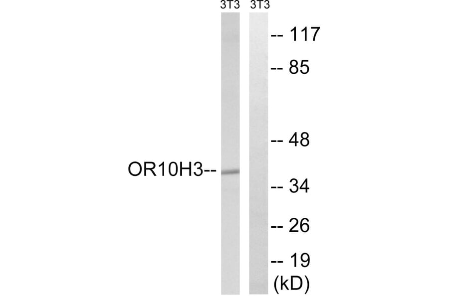 Western Blot - Anti-OR10H3 + OR10H4 Antibody (G878) - Antibodies.com