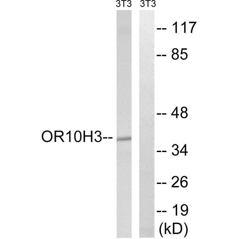 Western Blot - Anti-OR10H3 + OR10H4 Antibody (G878) - Antibodies.com