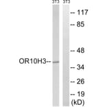 Western Blot - Anti-OR10H3 + OR10H4 Antibody (G878) - Antibodies.com