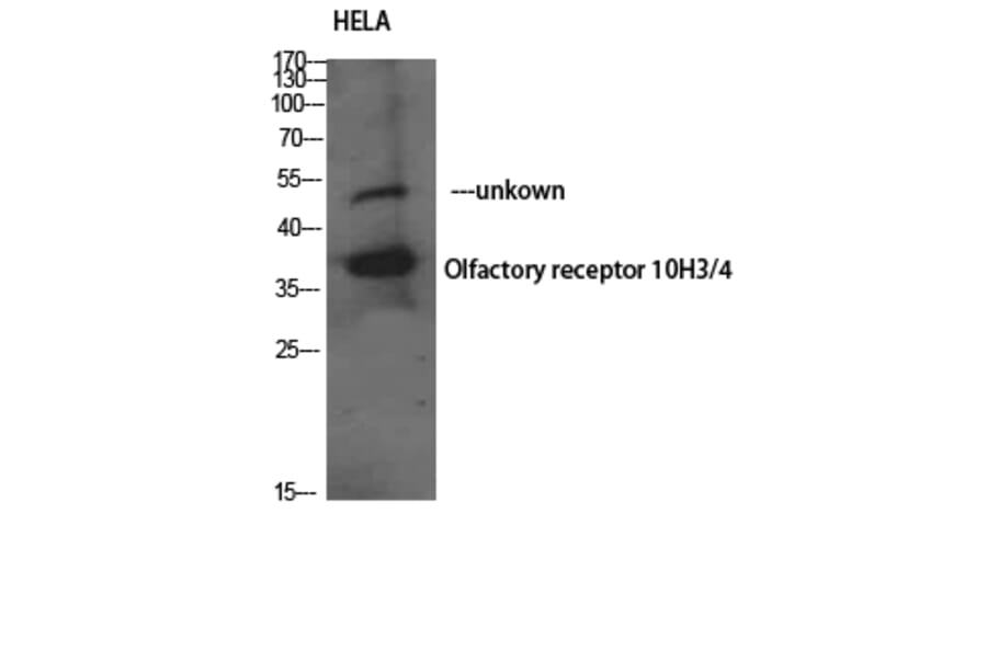 Western Blot - Anti-OR10H3 + OR10H4 Antibody (G878) - Antibodies.com