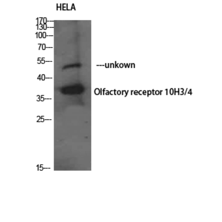 Western Blot - Anti-OR10H3 + OR10H4 Antibody (G878) - Antibodies.com