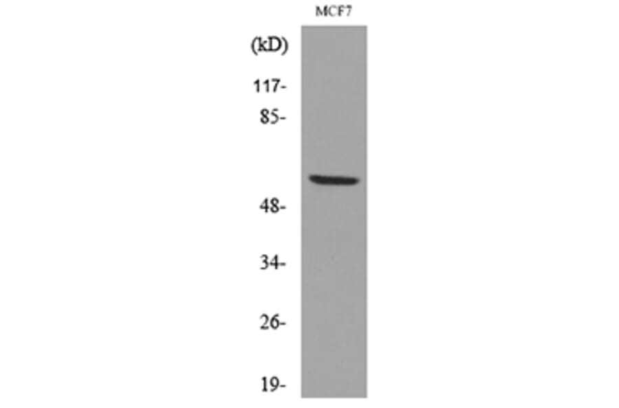 Western Blot - Anti-LILRA2 + LILRA3 Antibody (C30390) - Antibodies.com