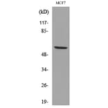 Western Blot - Anti-LILRA2 + LILRA3 Antibody (C30390) - Antibodies.com