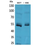 Western Blot - Anti-LILRA2 + LILRA3 Antibody (C30390) - Antibodies.com