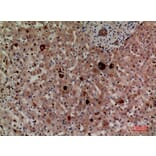 Immunohistochemistry - Anti-LILRA2 + LILRA3 Antibody (C30390) - Antibodies.com