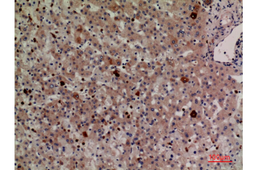 Immunohistochemistry - Anti-LILRA2 + LILRA3 Antibody (C30390) - Antibodies.com