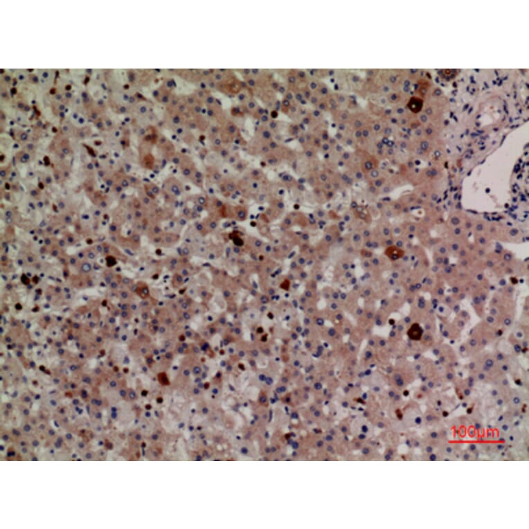Immunohistochemistry - Anti-LILRA2 + LILRA3 Antibody (C30390) - Antibodies.com