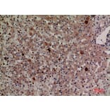 Immunohistochemistry - Anti-LILRA2 + LILRA3 Antibody (C30390) - Antibodies.com