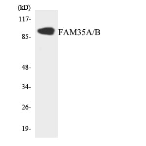 Western blot analysis of the lysates from 293 cells using Anti-FAM35A + FAM35B Antibody.