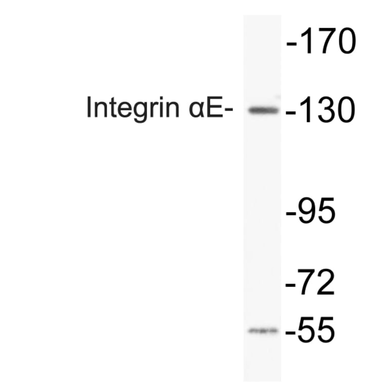 Western Blot - Anti-Integrin alphaE Antibody (R12-2221) - Antibodies.com