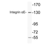 Western Blot - Anti-Integrin alphaE Antibody (R12-2221) - Antibodies.com