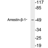 Western Blot - Anti-Arrestin-beta-1 Antibody (R12-2030) - Antibodies.com