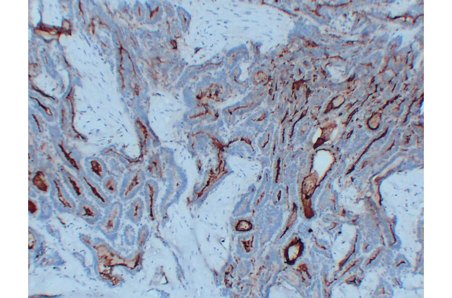 Immunohistochemistry - Anti-Thyroglobulin Antibody (V0131) - Antibodies.com