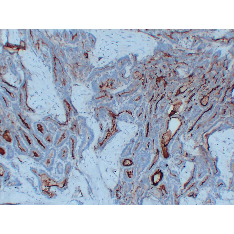 Immunohistochemistry - Anti-Thyroglobulin Antibody (V0131) - Antibodies.com