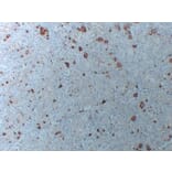 Immunohistochemistry - Anti-Thyroglobulin Antibody (V0131) - Antibodies.com