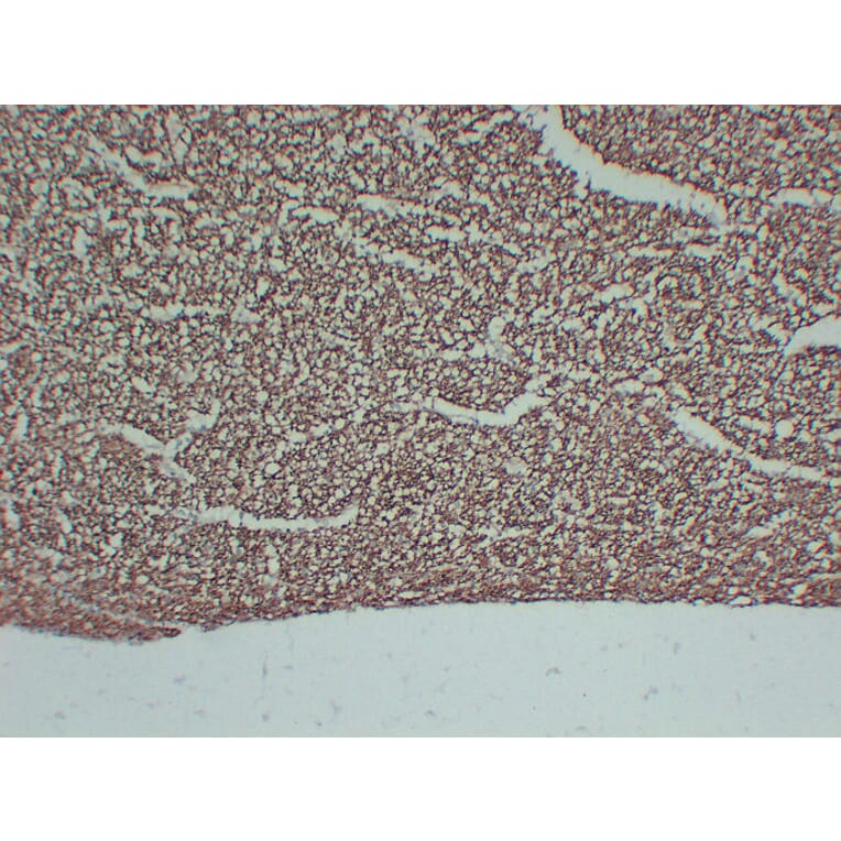 Immunohistochemistry - Anti-Neurofilament Antibody (V0103) - Antibodies.com