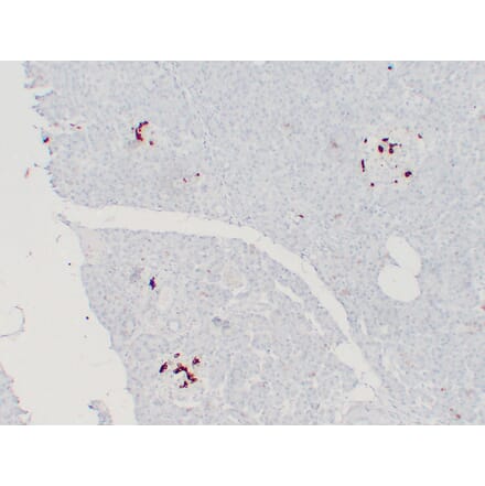 Immunohistochemistry - Anti-Somatostatin Antibody (V0125) - Antibodies.com