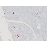 Immunohistochemistry - Anti-Somatostatin Antibody (V0125) - Antibodies.com