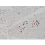 Immunohistochemistry - Anti-Somatostatin Antibody (V0125) - Antibodies.com