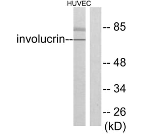 Western Blot - Anti-Involucrin Antibody (C0236) - Antibodies.com
