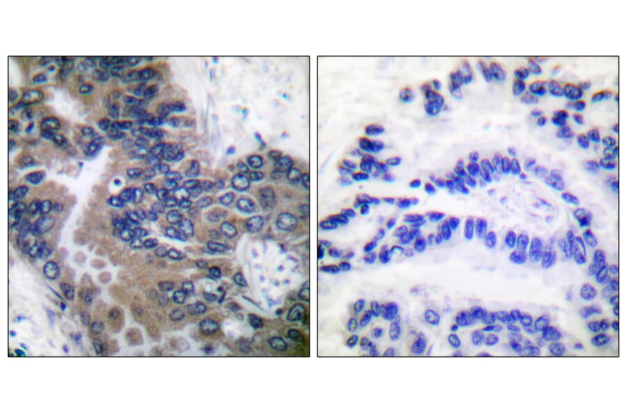 Immunohistochemistry - Anti-APAF-1-ALT Antibody (C0128) - Antibodies.com