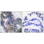 Immunohistochemistry - Anti-APAF-1-ALT Antibody (C0128) - Antibodies.com