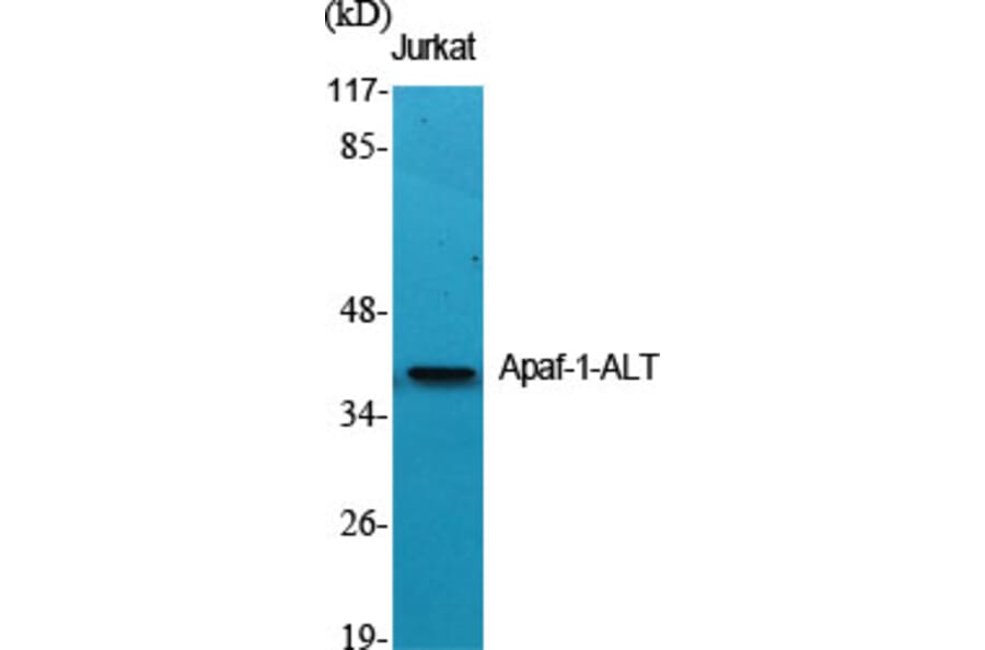 Western Blot - Anti-APAF-1-ALT Antibody (C0128) - Antibodies.com