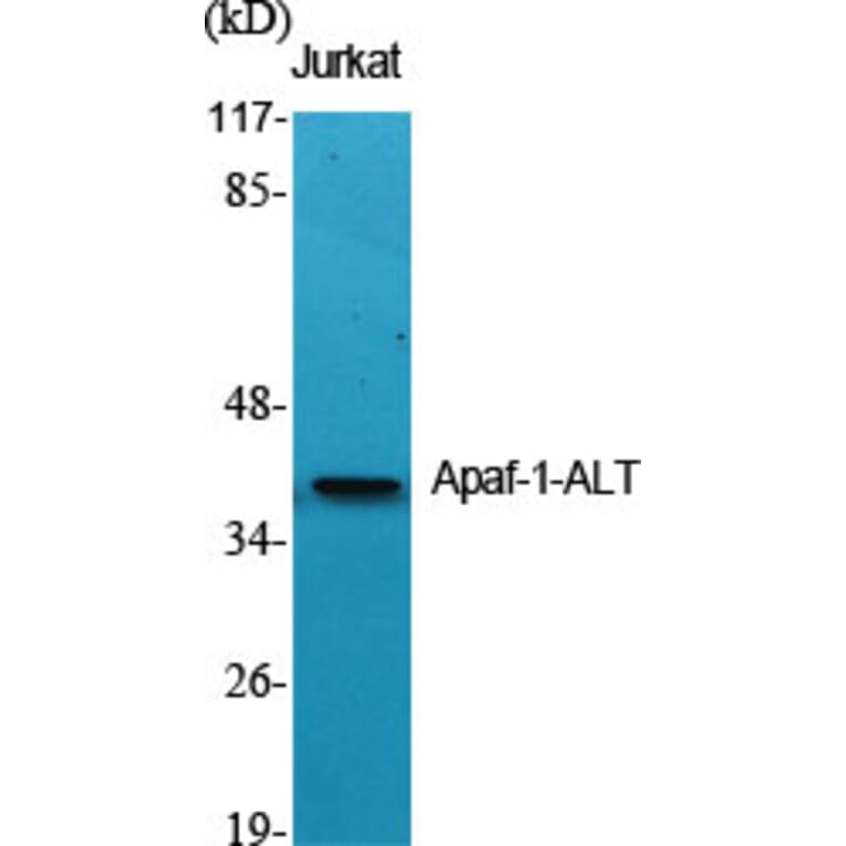Western Blot - Anti-APAF-1-ALT Antibody (C0128) - Antibodies.com