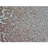 Immunohistochemistry - Anti-Claudin 18 Antibody (V0059) - Antibodies.com