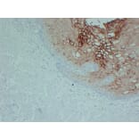 Immunohistochemistry - Anti-Annexin A1 Antibody (V0008) - Antibodies.com