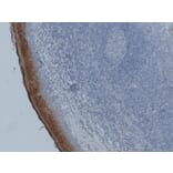 Immunohistochemistry - Anti-Annexin A1 Antibody (V0008) - Antibodies.com