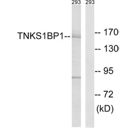 Western Blot - Anti-TNKS1BP1 Antibody (C14002) - Antibodies.com