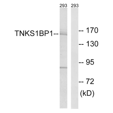 Western Blot - Anti-TNKS1BP1 Antibody (C14002) - Antibodies.com