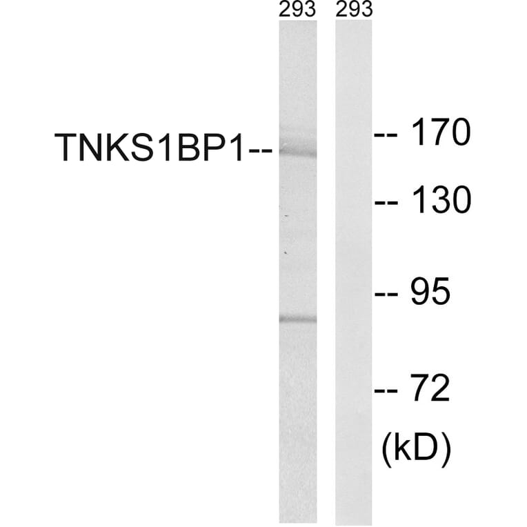 Western Blot - Anti-TNKS1BP1 Antibody (C14002) - Antibodies.com