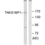 Western Blot - Anti-TNKS1BP1 Antibody (C14002) - Antibodies.com