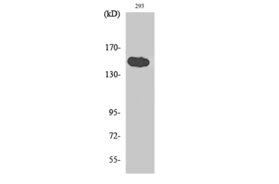 Western Blot - Anti-TNKS1BP1 Antibody (C14002) - Antibodies.com